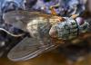 Phaonia valida